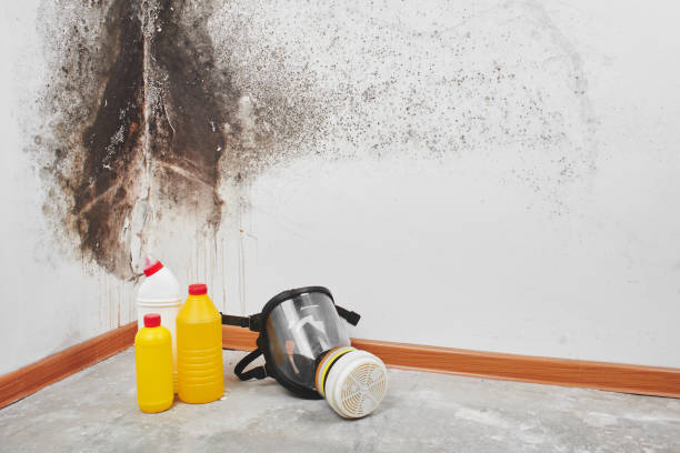 Best Mold Removal Company Near Me  in Old Greenwich, CT