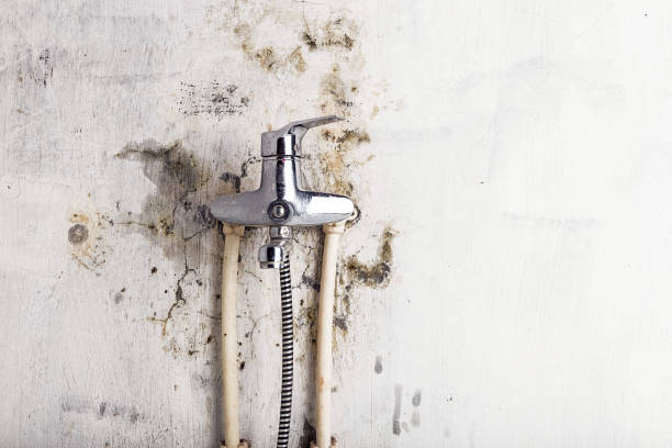 Best Emergency Mold Removal  in Old Greenwich, CT