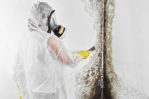 Best Black Mold Removal  in Old Greenwich, CT