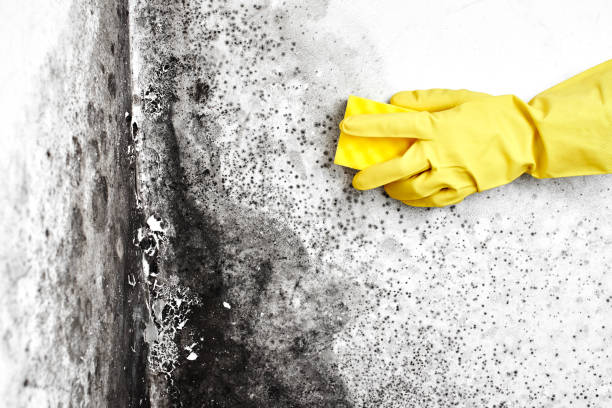 Best Black Mold Removal  in Old Greenwich, CT