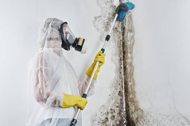 Best Mold Damage Repair  in Old Greenwich, CT