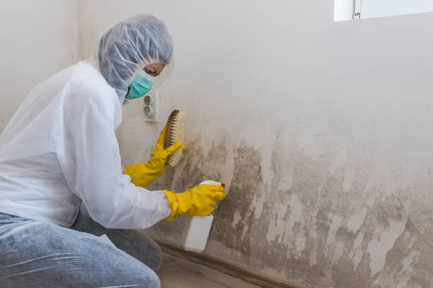 Mold Testing and Removal in Old Greenwich, CT