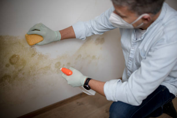 Best Same-Day Mold Removal  in Old Greenwich, CT
