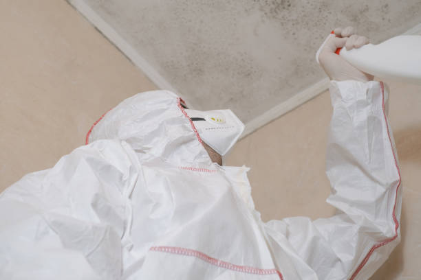 Best Certified Mold Removal  in Old Greenwich, CT