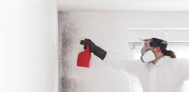 Old Greenwich, CT Mold Removal Company