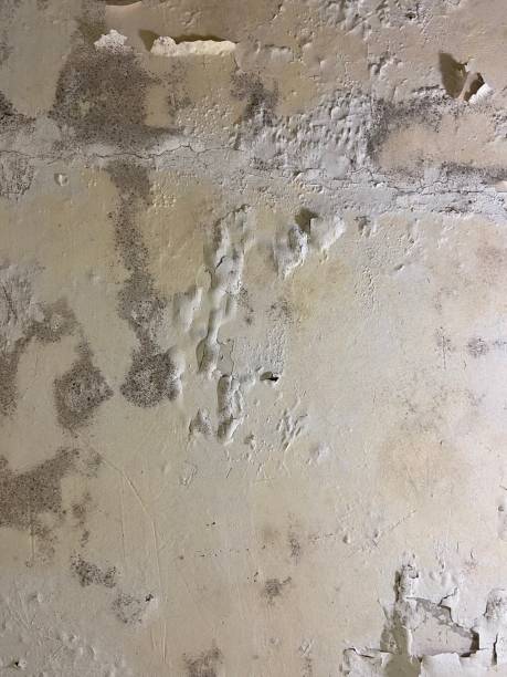 Best Commercial Mold Removal  in Old Greenwich, CT
