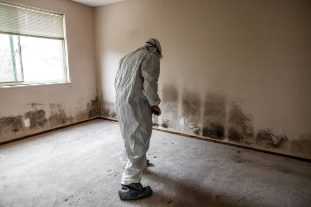 Best Affordable Mold Removal  in Old Greenwich, CT