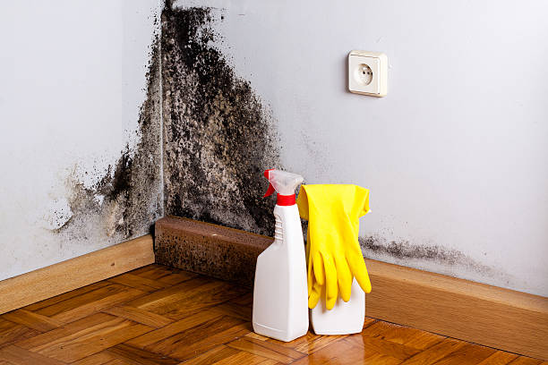 Best Affordable Mold Removal  in Old Greenwich, CT
