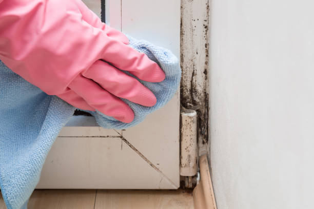  Old Greenwich, CT Mold Removal Pros