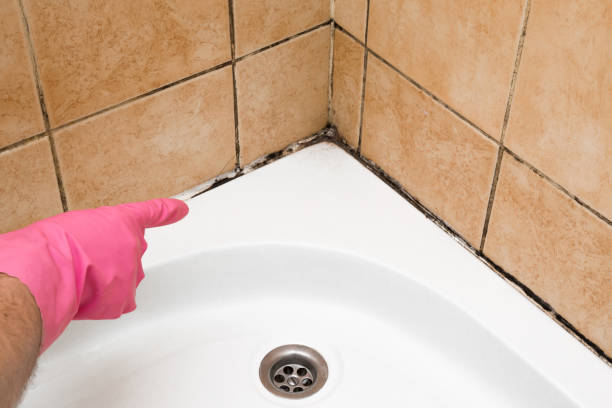 Best Affordable Mold Removal  in Old Greenwich, CT