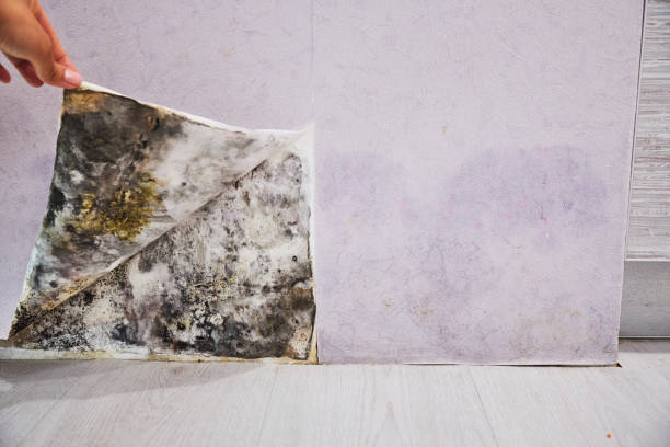 Best Residential Mold Removal  in Old Greenwich, CT